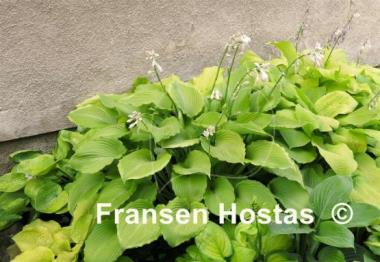 Hosta Grand Canyon