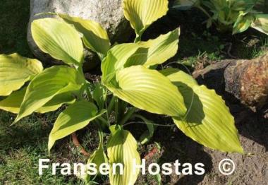 Hosta Grand Canyon