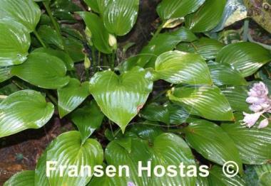Hosta Grand Finale