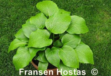 Hosta Grand Finale