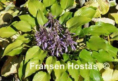 Hosta Grand Finale