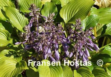 Hosta Grand Finale