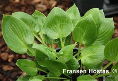 Hosta Grand Forks