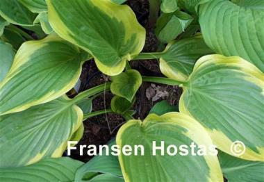 Hosta Grand Marmalade