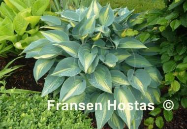 Hosta Grand Marquee