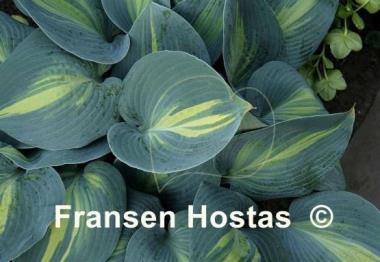 Hosta Grand Marquee