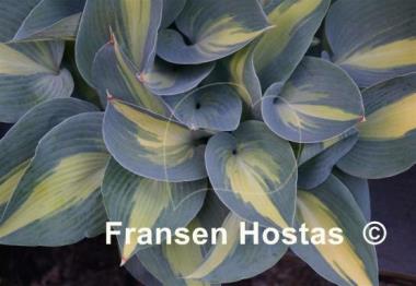 Hosta Grand Marquee