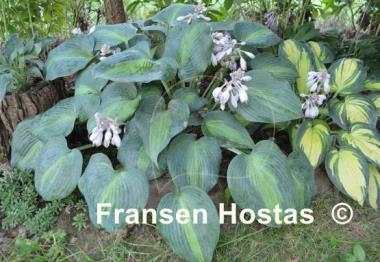 Hosta Grand Marquee