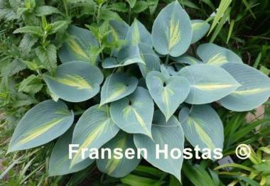 Hosta Grand Marquee