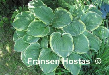 Hosta Grand Master