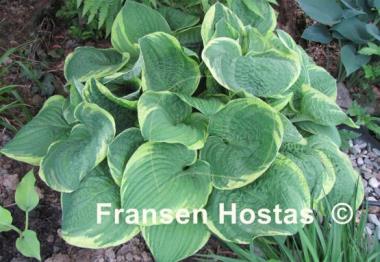 Hosta Grand Master