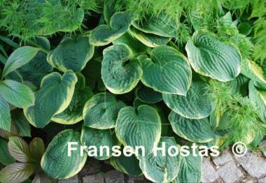 Hosta Grand Master