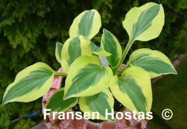 Hosta Grand Prize