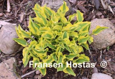 Hosta Grand Prize