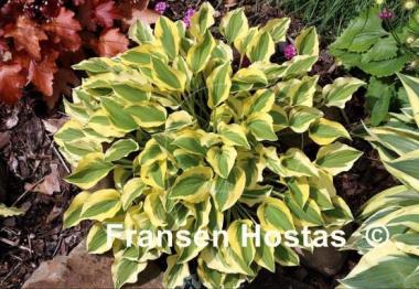 Hosta Grand Prize