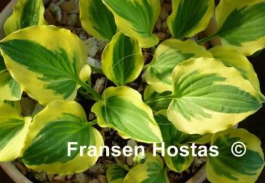 Hosta Grand Prize