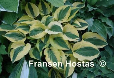 Hosta Grand Prize