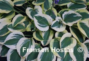 Hosta Grand Prize