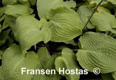 Hosta Grand Rapids