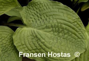Hosta Grand Rapids