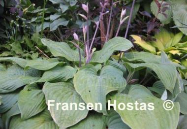 Hosta Grand Rapids
