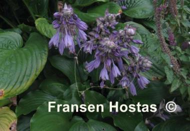 Hosta Grand Slam