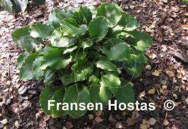 Hosta Grand Slam