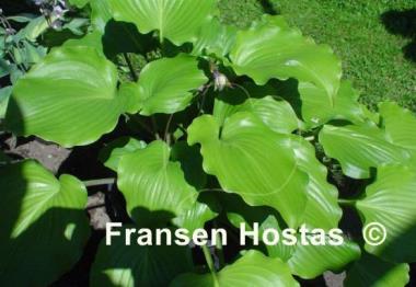 Hosta Grand Slam