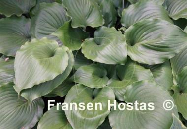 Hosta Grand Slam