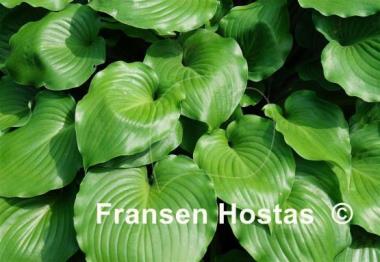 Hosta Grand Slam