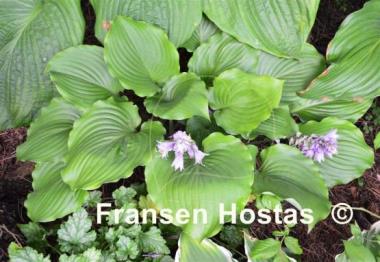 Hosta Grand Slam
