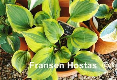 Hosta Grand Tiara