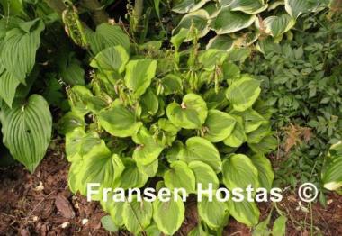 Hosta Grand Tiara