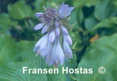 Hosta Grape Fizz
