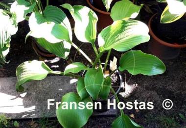Hosta Grape Fizz