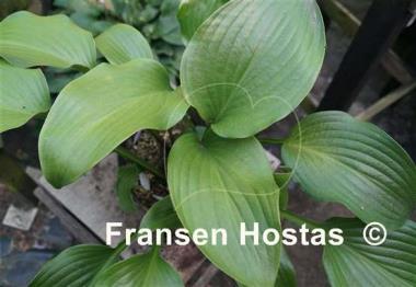 Hosta Grape Fizz