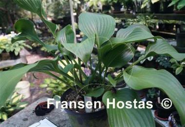 Hosta Grape Fizz