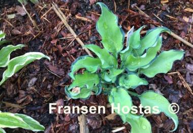 Hosta Gravity Rocks