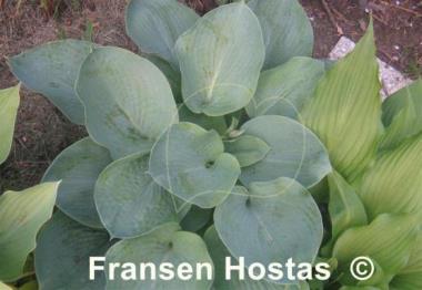 Hosta Gray Cole