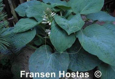 Hosta Gray Cole