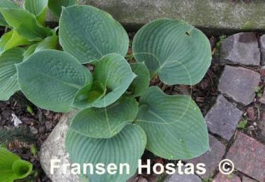 Hosta Gray Cole
