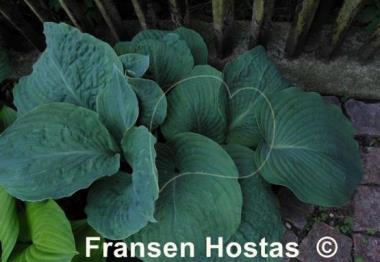 Hosta Gray Cole