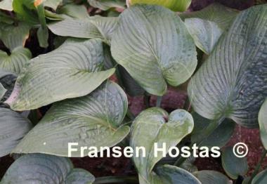 Hosta Gray Cole