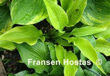 Hosta Greased Lightning