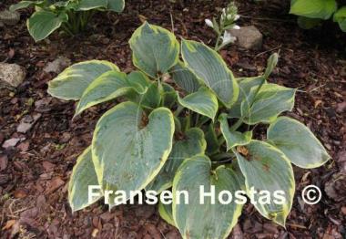 Hosta Great Arrival