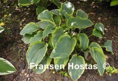 Hosta Great Arrival