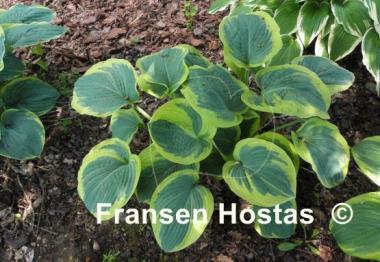 Hosta Great Arrival