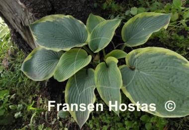 Hosta Great Arrival