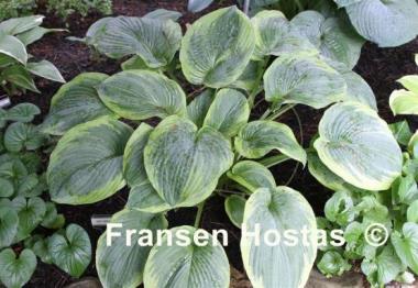Hosta Great Arrival