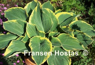Hosta Great Arrival